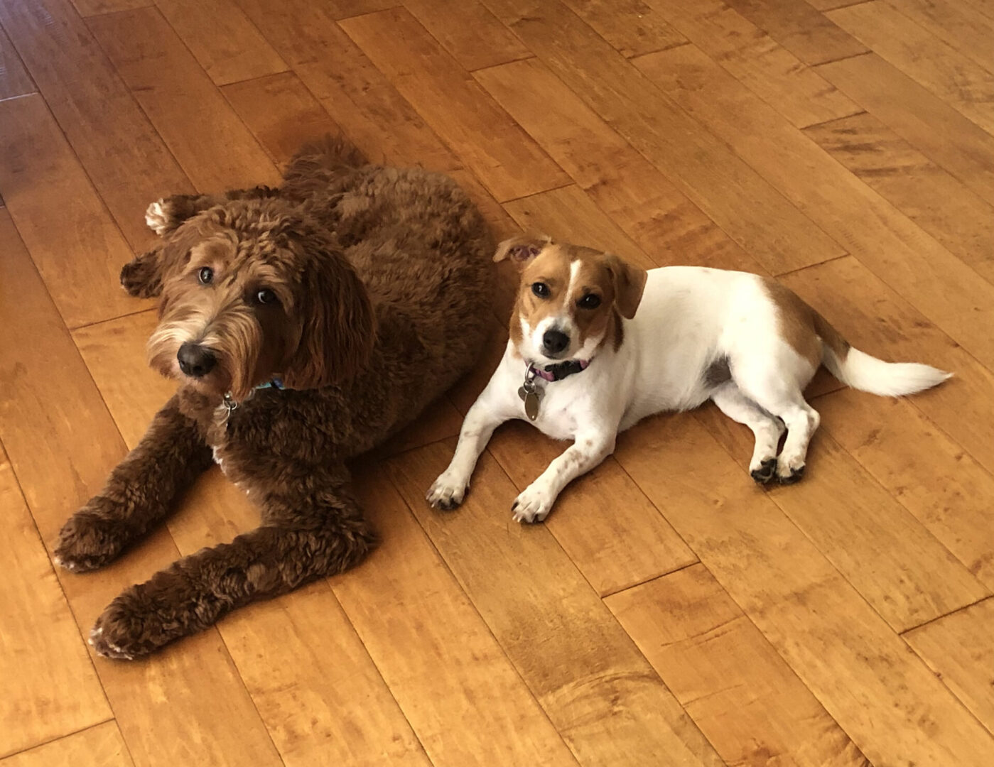 image of Labradoodle and Jack Russell Terrier dogs